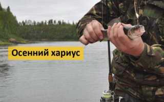 Рыбалка на хариуса: техника ловли, где искать и чем приманивать