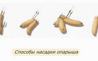 Рейтинг лучших приманок на карася