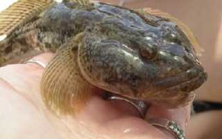 Наживка для бычков азовское море
