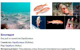 Как ловить барабульку. Снасти для ловли барабульки