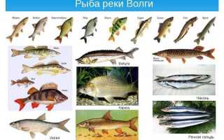 Рыбалка на Волге