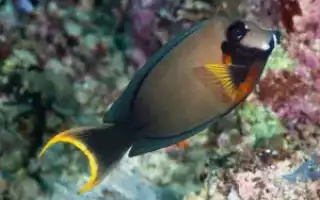 Голубой королевский хирург (Paracanthurus hepatus)