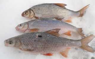 Мормышки на плотву